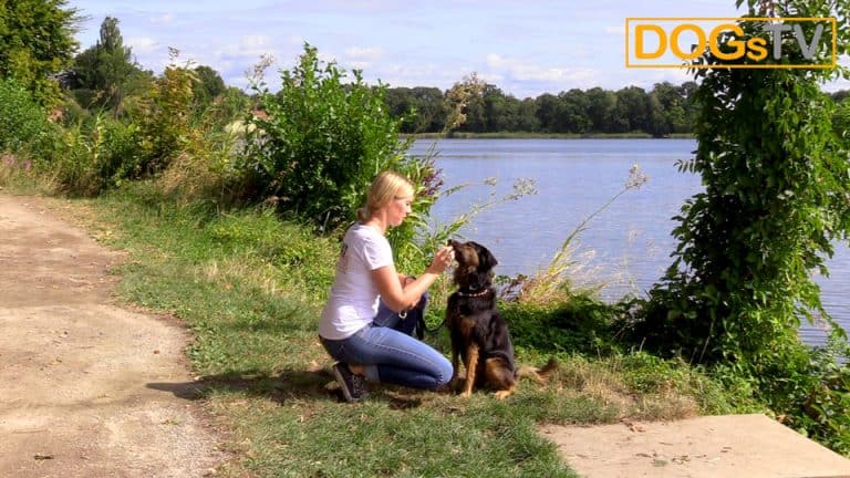 Hund Sitz beibringen So baust du das Sitz richtig auf DogsTV