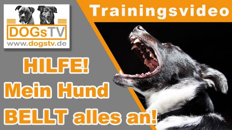 Leinenaggression Mein Hund bellt alles an! DogsTV Online Hundetraining