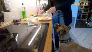hund bettelt am tisch