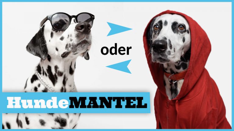 Hundemantel Braucht mein Hund einen Wintermantel?