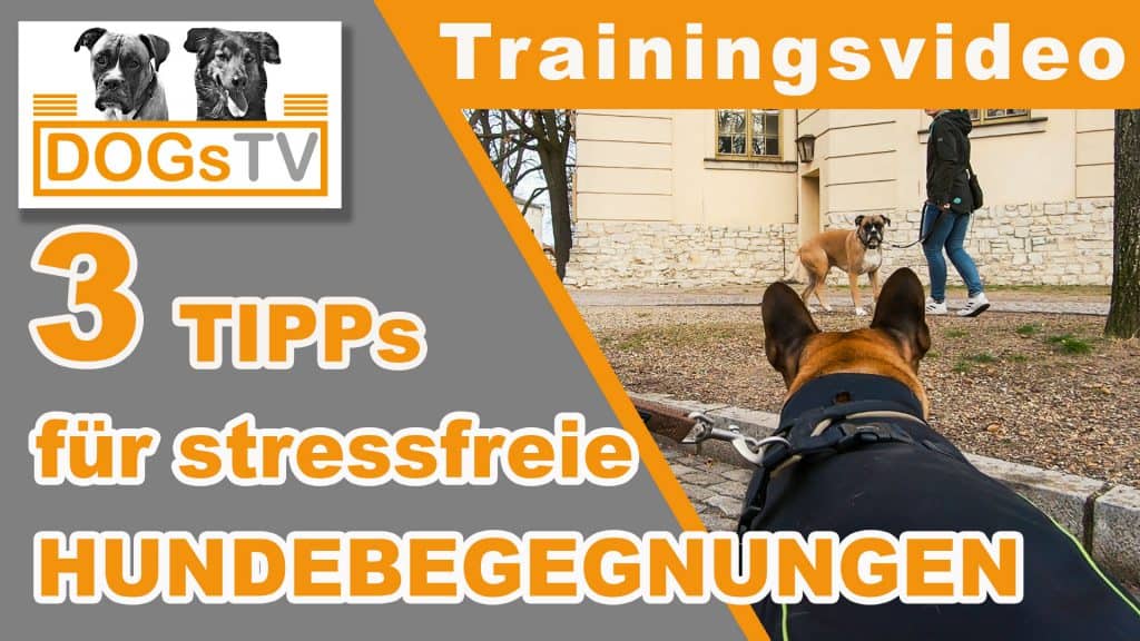 Hundebegegnungen an der Leine - Stressfreie HunDebegegnungen Leinenaggression Dogstv 1024x576