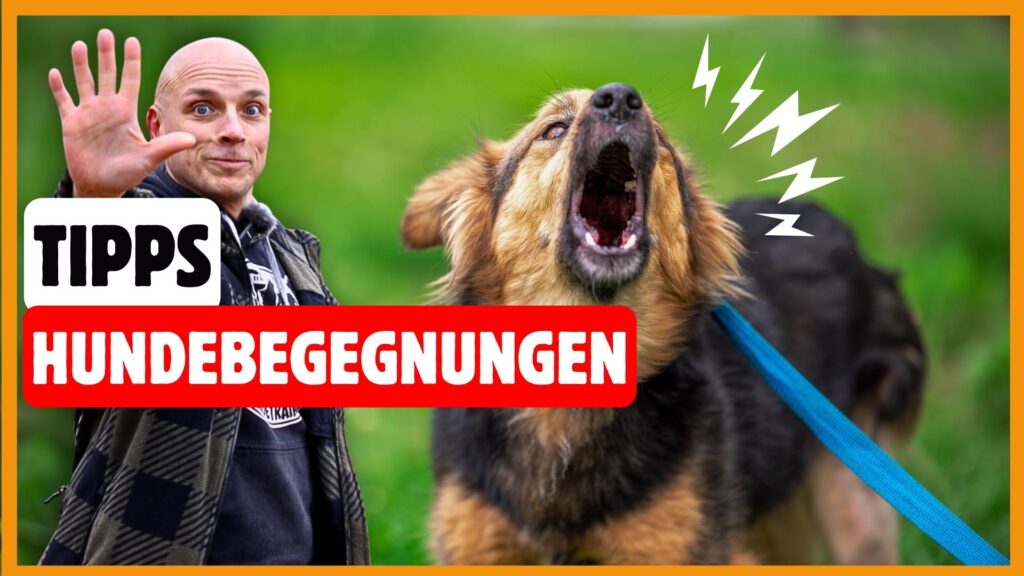 hundebegegnungen meistern 5 tipps dogstv