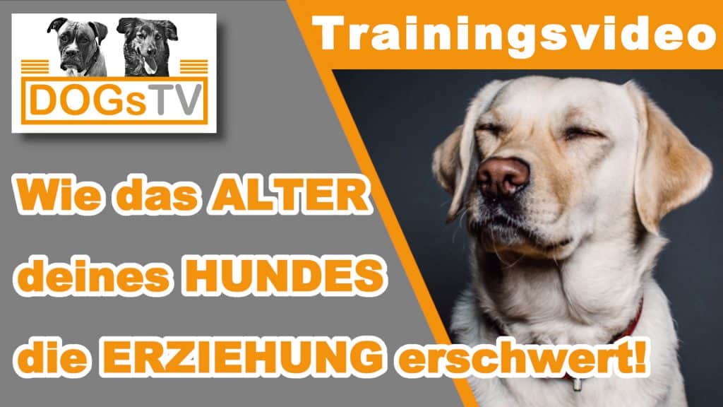 Entwicklungsphasen des Hundes in der Hundeerziehung