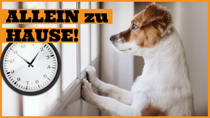 Hund alleine lassen Wie lange kann der Hund alleine bleiben?