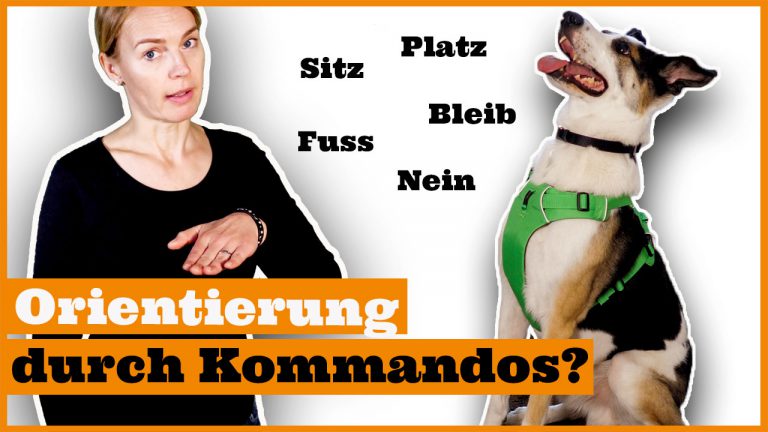 Hund erziehen I Warum Kommandos nicht deinen Hund erziehen