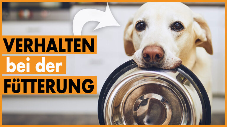 Aufgeregter Hund beim Füttern I Tipps für die Fütterung