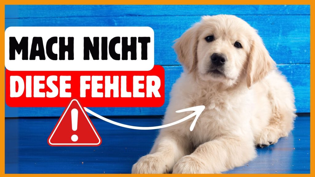 Welpenerziehung Fehler dogstv