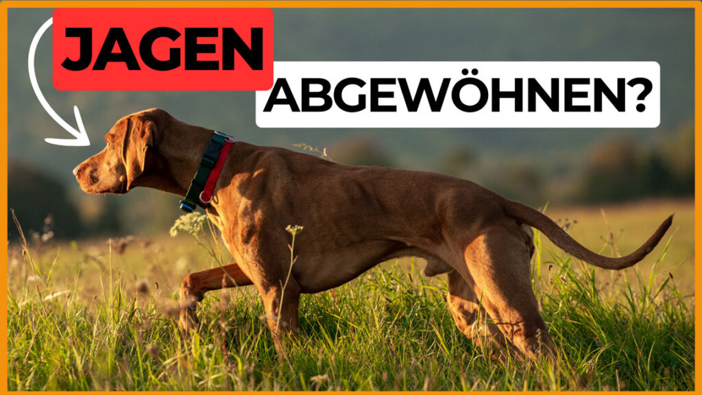 jagdtrieb hund abgewöhnen dogstv